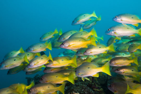 A school of Dory Snapper fish or Longspot snapper (Lutjanus fulviflamma). Bright yellow body with black spot.