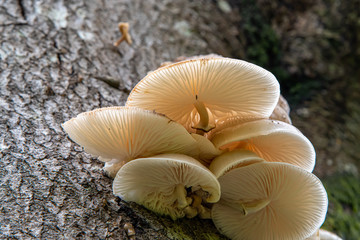 Detail of the gills of Porcelain fungus viewed from below