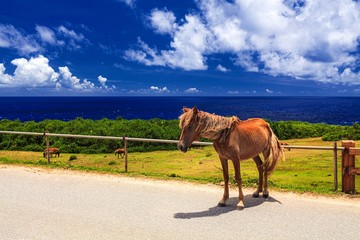 沖縄県・与那国町 与那国島の与那国馬と海の風景