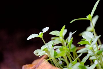 In selective focus a young plant growin in a brown flower pot with sun light and dark background,Growth conc