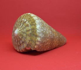 Beautiful sea shell, natural prehistoric, scientific name Strombus Bobonius,