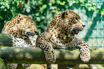 Leopard in a spanish zoo