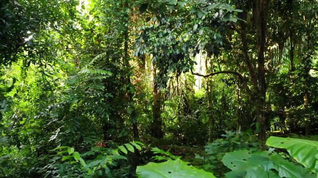 Green plants in jungle. Various tropical green plants growing in woods on sunny day in nature. Magical scenery of rainforest. Wild vegetation, monsteras and lianas deep in tropical forest drone view.