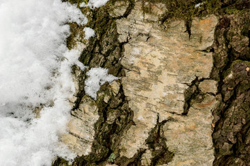 the bark of an old birch tree and the first snow closeup