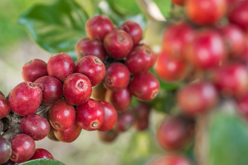 Coffee beans ripening on a tree