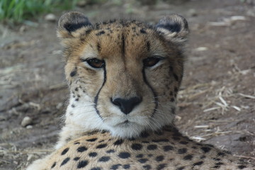 チーター　Cheetah