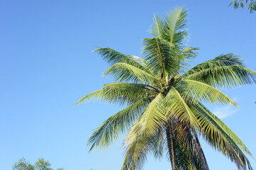 The Coconut, rice field with Blue sky ,outdoor style