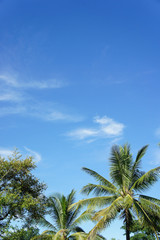 Fototapeta na wymiar The Coconut, rice field with Blue sky ,outdoor style