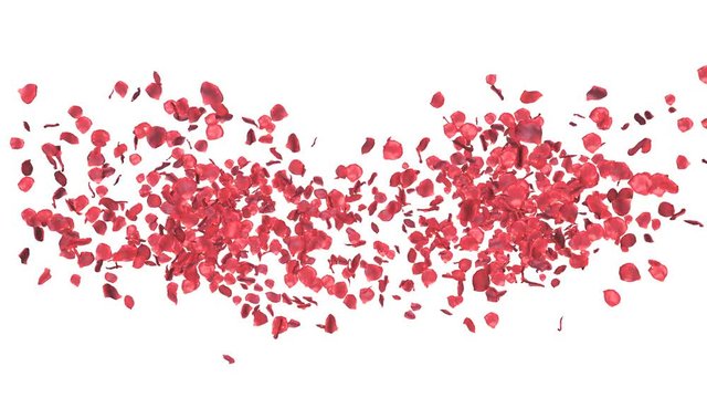 red roses petals flying out from sides, 4k footage isolated on white