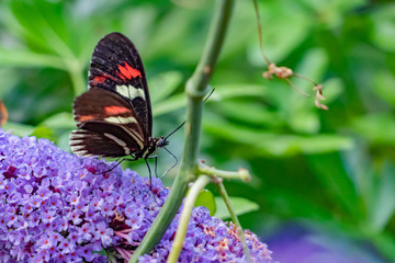 butterfly insect resting on plants and flowers