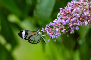 butterfly insect resting on plants and flowers