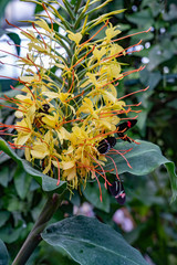 butterfly insect resting on plants and flowers