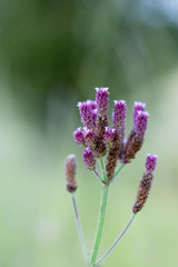 Macro of small purple wild flowers at sunset with backlighting