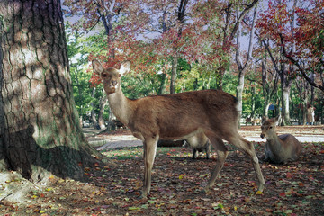 紅葉美しい奈良公園と鹿たちです