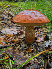 Birkenpilz im Oktober