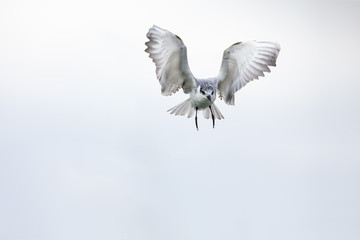 Whiskered tern in flight on cloudy day with spread wings artistic conversion