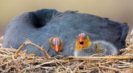 Red Knobbed Coot sitting on a nest with two chicks protecting