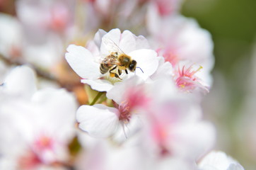 Cherry blossoms and the bee