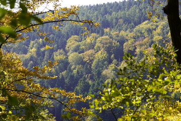 autumn in the mountains, colored trees on a Sunny day. the view through the pine branches on the mountain slopes green