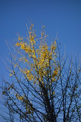 晩秋の空に映える細い枝シルエット