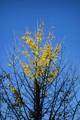 晩秋の空に映える細い枝シルエット