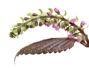 Perilla herb seed used in traditional,chinese herbal medicine isolated over white background. Su zi. Fructus perillae frutescentis. 