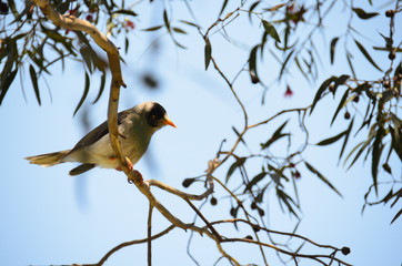 Noisy miner watching over Dendy Park
