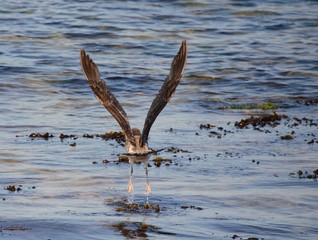 Southern Giant Petrels taking off