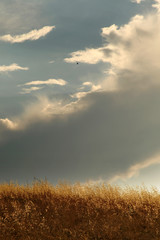 Wild Oats. Avena Fatua. Cloudy Sky.