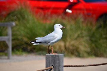 Seagull