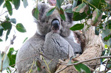 Koala