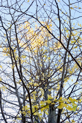 晩秋の空に映える細い枝シルエット