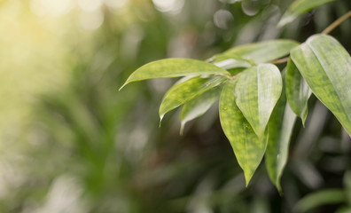 Fototapeta na wymiar Close up photo of Green leaves with bokeh