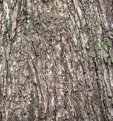 A close-up detail of old tree trunk background.
