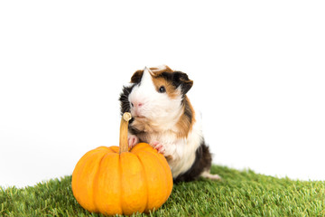 Lovely cute Guinea Pig with pumpkin