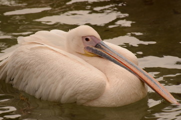 モモイロペリカン
