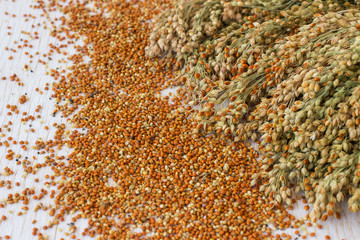 Grains and sprigs of red millet. Top view.