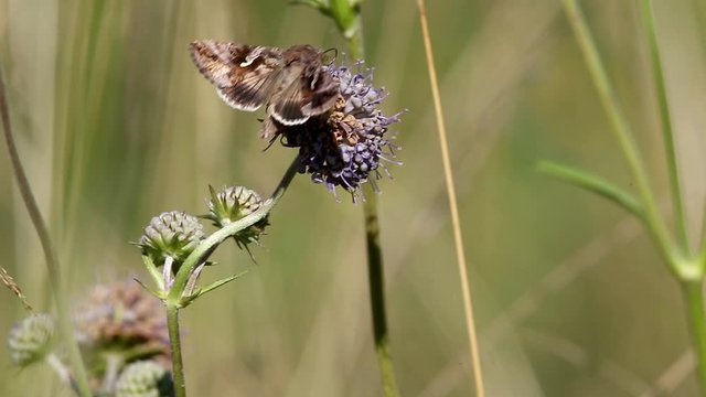 Silver Y (Autographa gamma) butterfly is an agricultural pest