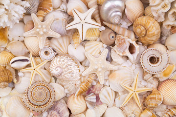 Many amazing seashells, coral and starfishes mixed