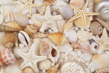 Many amazing seashells, coral and starfishes mixed