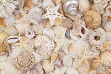 Many amazing seashells, coral and starfishes mixed