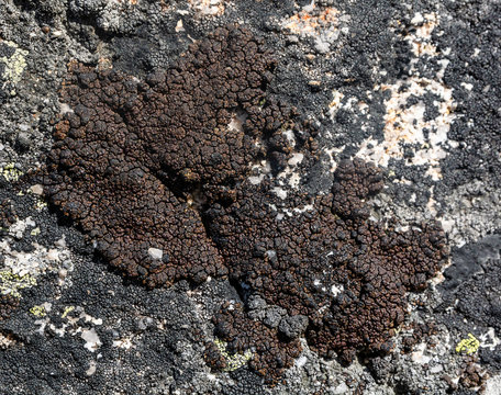 Thallus epilithic lichen Miriquidica garovaglii on on the rock in the wild.