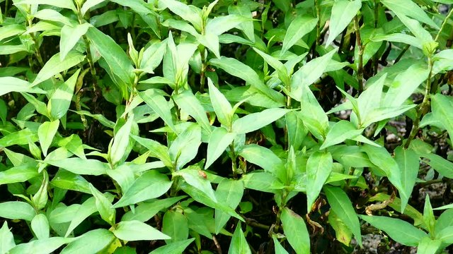 Persicaria odorata Medicinal plants can be used as food.