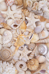 Many amazing seashells, coral and starfishes mixed