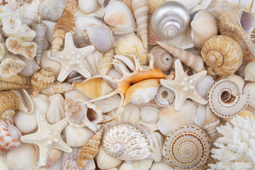 Many amazing seashells, coral and starfishes mixed