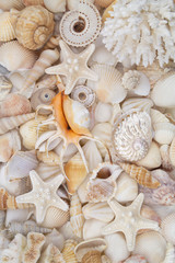 Many amazing seashells, coral and starfishes mixed