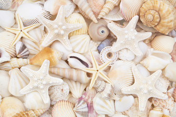 Many amazing seashells, coral and starfishes mixed