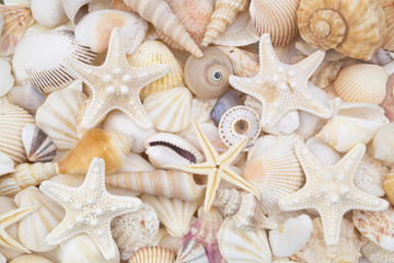 Fototapeta na wymiar Many amazing seashells, coral and starfishes mixed