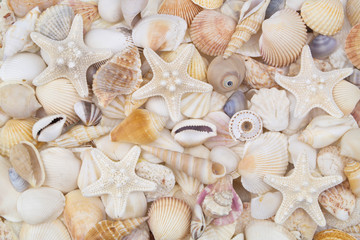 Many amazing seashells, coral and starfishes mixed