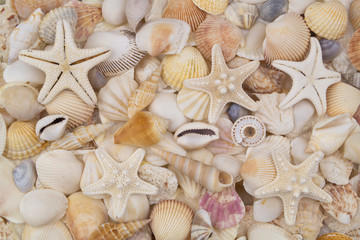 Many amazing seashells, coral and starfishes mixed